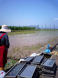 090520_taue.JPG