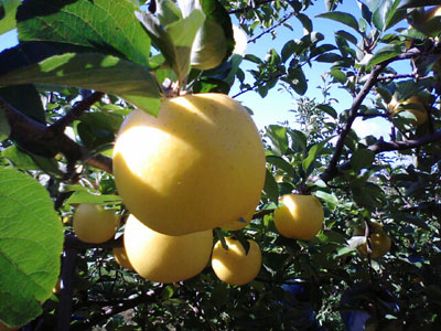 sinano_08_1.jpg